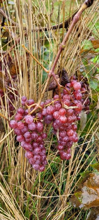 Sprzedam winogron