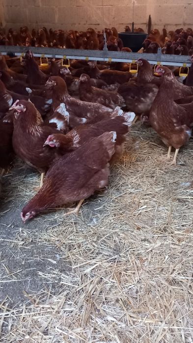 Nioski Bovans 23 tygodnie! Wysyłka od 10 sztuk.