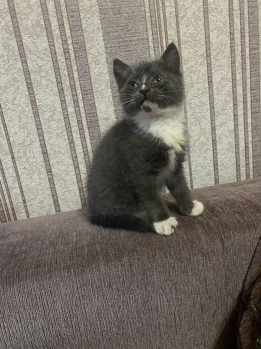 Віддам Котика