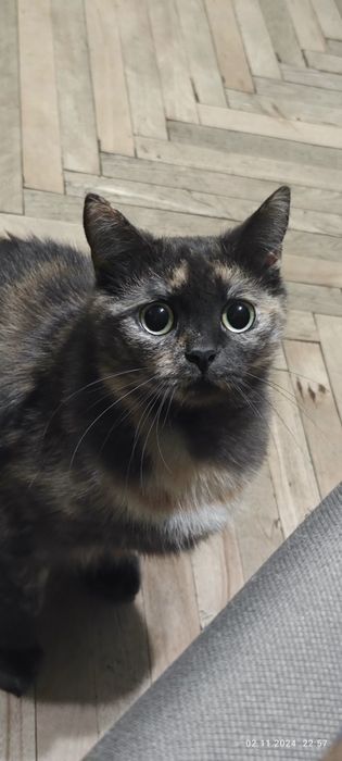 Киці потрібен господар