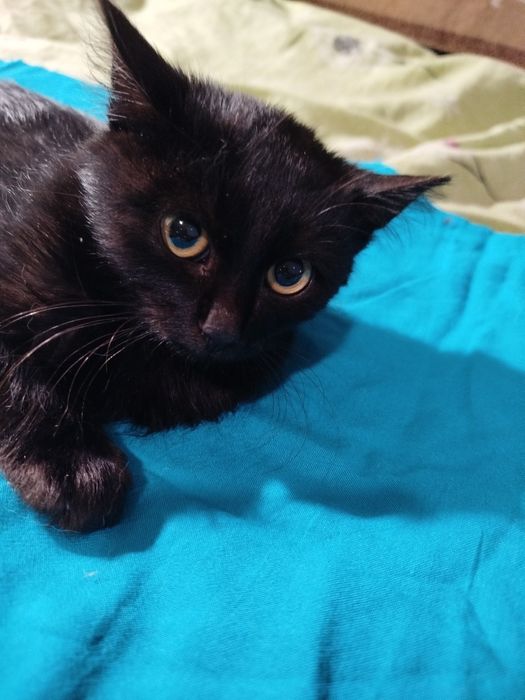 хлопчик безкоштовно