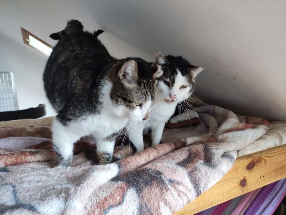 Elton i Rambo dwa słodziaki do adopcji.