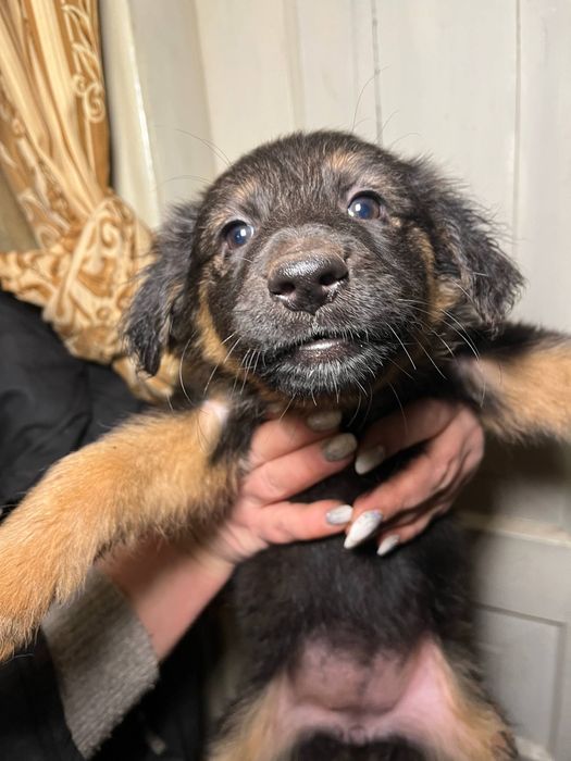 СРОЧНО ‼️‼️‼️ 5 щенят ищут дом