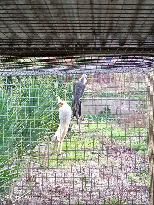 Caturras machos adultos