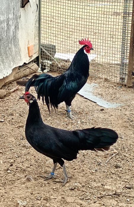 Galinhas. Casal de Preta lusitanica
