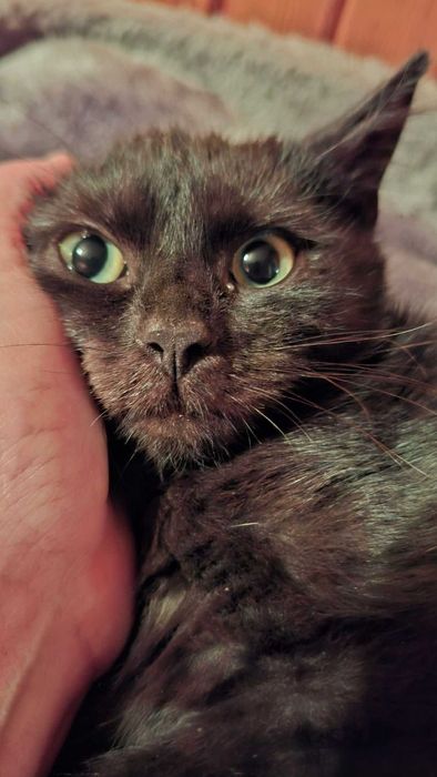 Trzymiesięczna Mrunia czeka na drugą szansę na życie