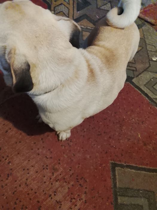 Продається мопс кремового оксрас тільки самовивіз а