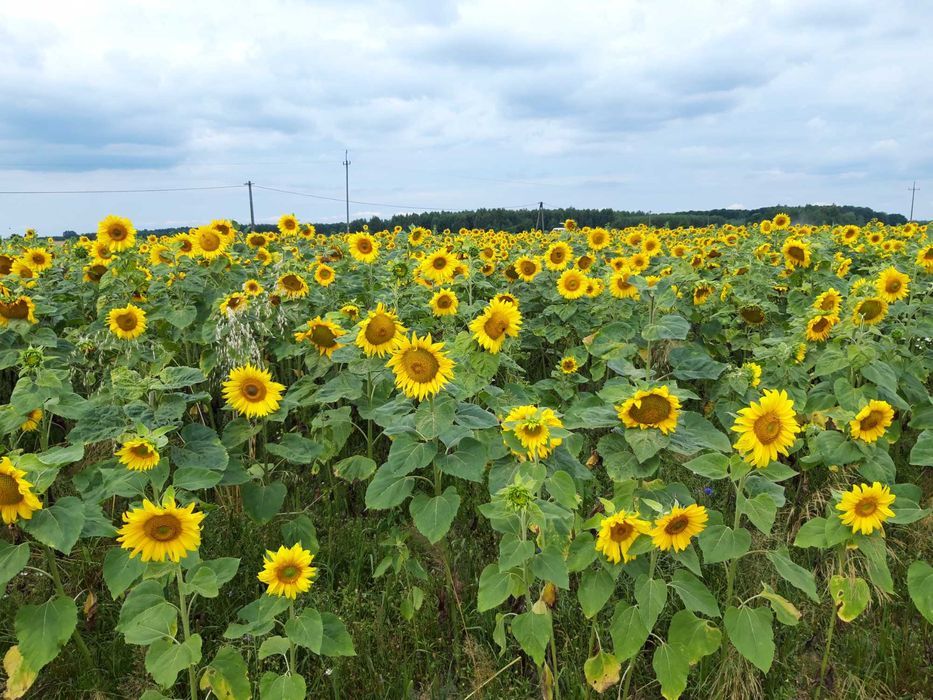 Słonecznik ozdobny na kwiat Cięty cena za 1 kg