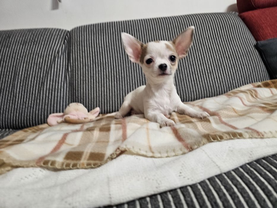 Chihuahua krótkowłosa