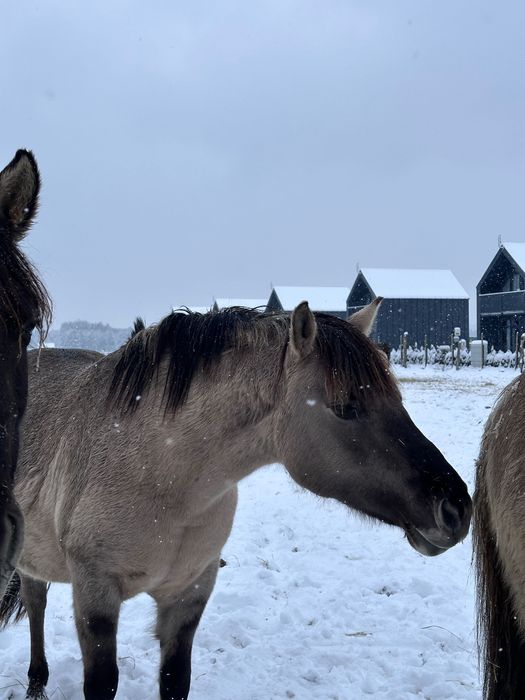 Klacz konik polski 8 lat