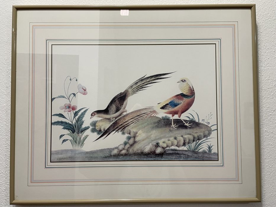 Bird Picture Collection64752331890690124