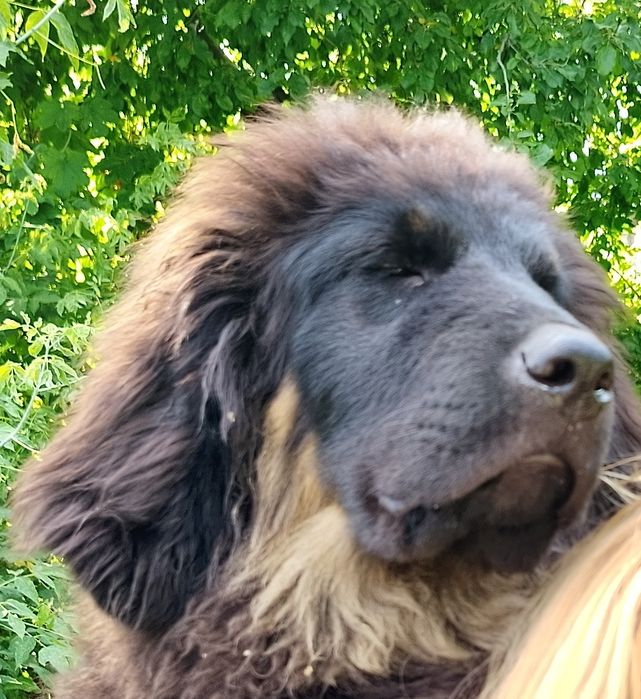 Перспективные щенки Тибетского мастифа.