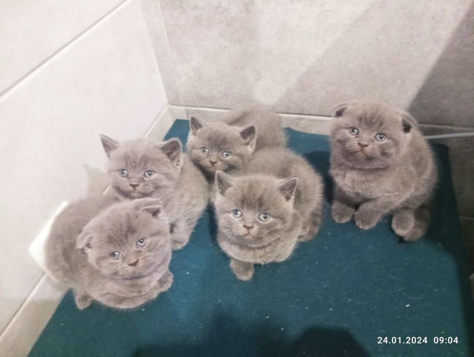 Шотландський прямовухий кіт для в'язки