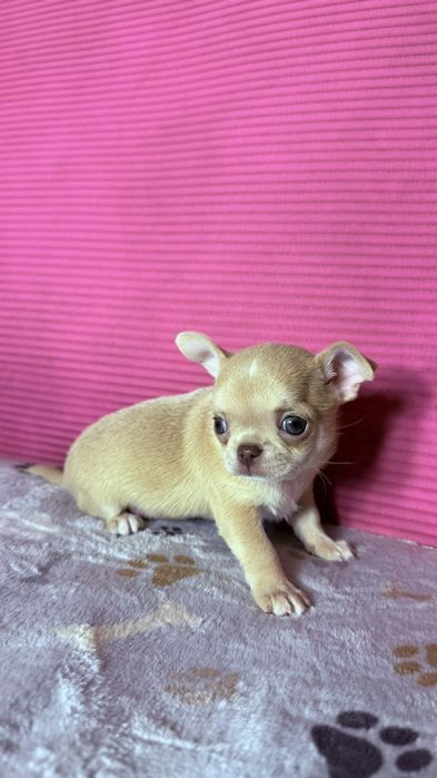 Chihuahua xs piesek już do odbioru.
