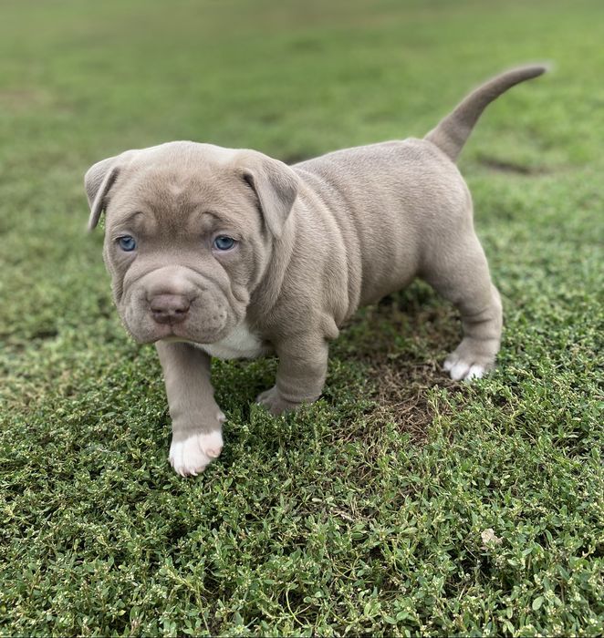 American Bully Pocket