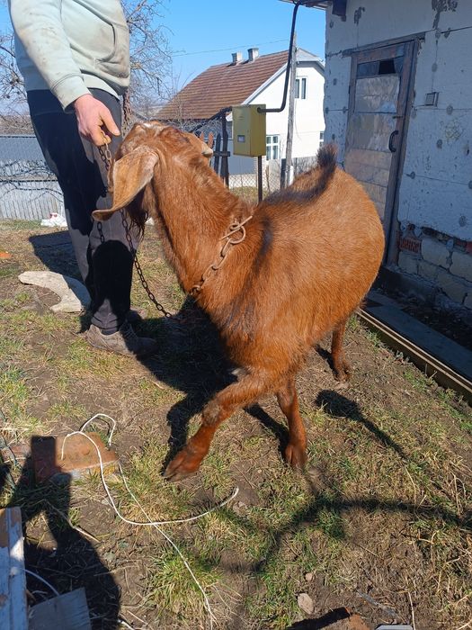 Нубійський цап шукає нову родину