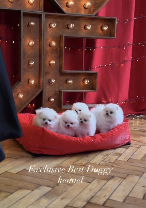 Білі SUPER VIP міні цуценята  померанські шпіци ведмедики з документам