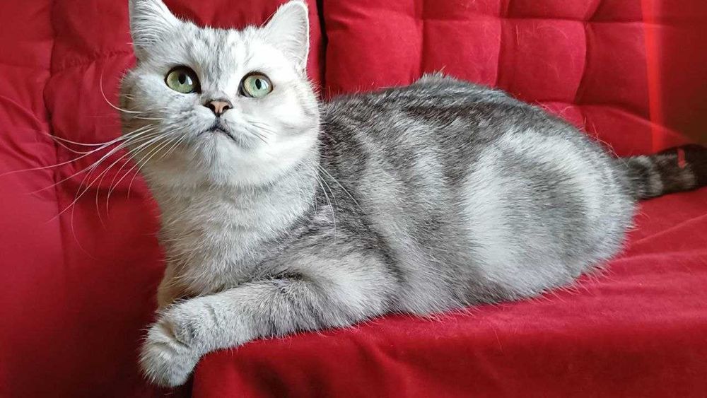 Срібна мрамурова,чистокровна.Scottish Stright. Кошенята.