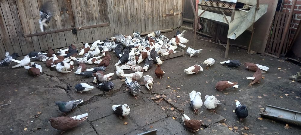 Orliki Lubelskie