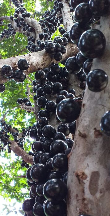 Jabuticaba Sabará – Frutífera de 2 anos - Últimas unidades