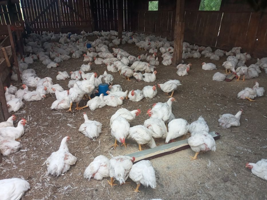 Продаються ЕКО бройлери