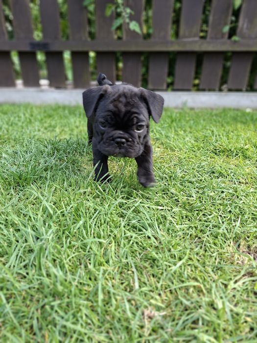 Buldog francuski
