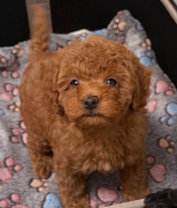 Suczka Cavapoo AYOOLA
