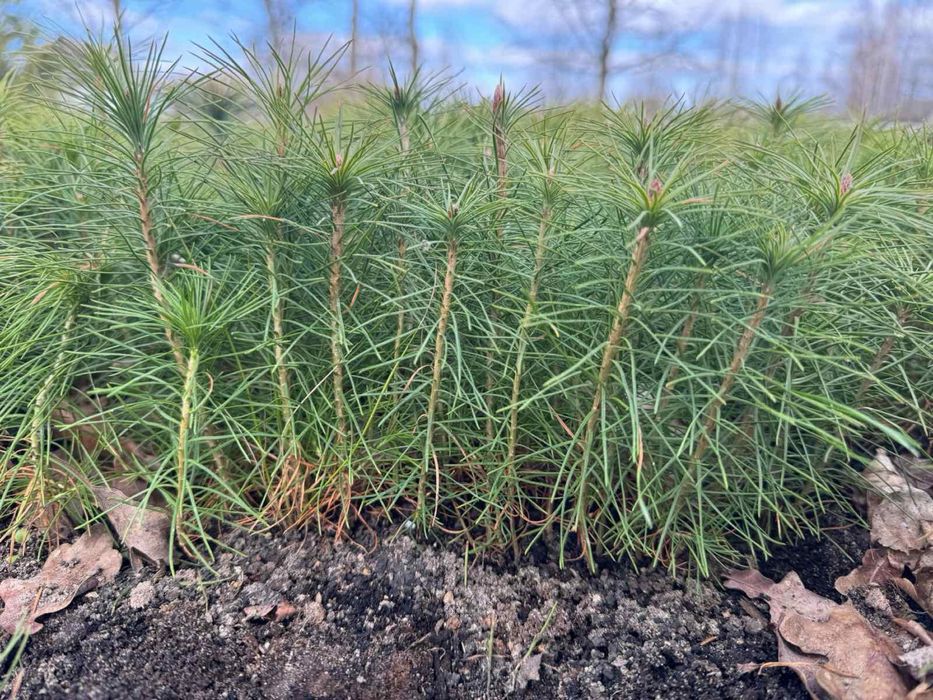 Сіянці сосни звичайної.