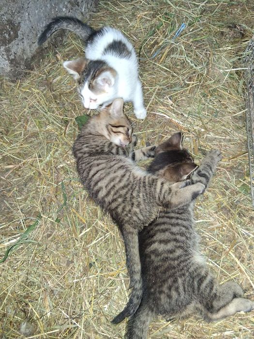Oddam małe kotki