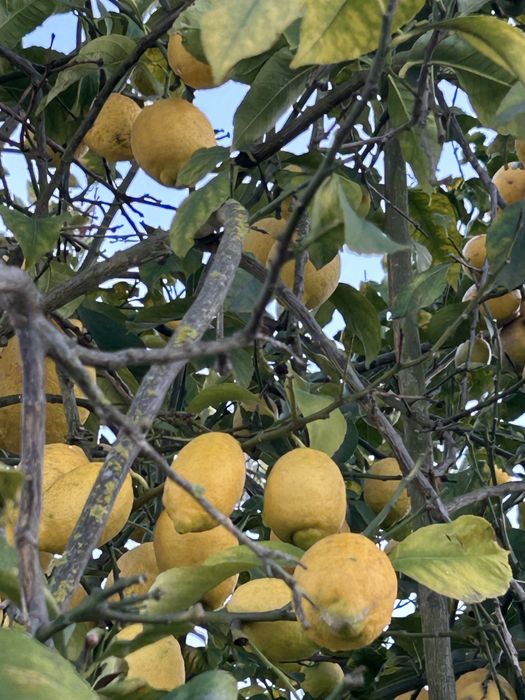 Vendo Limões do produtor