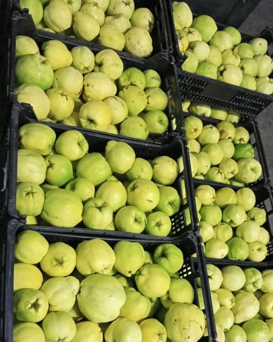 Marmelada caseira 2025