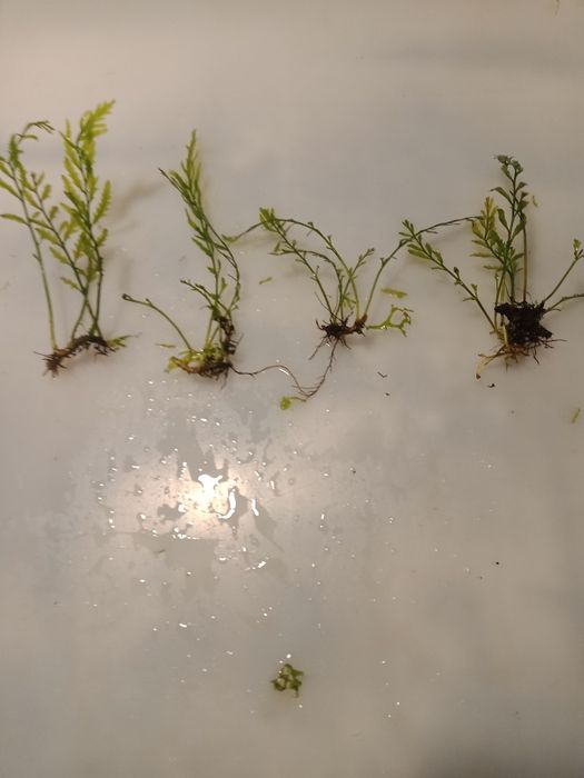 Bolbitis Heudelofii paproć wodna roślina akwariowa od 10zł