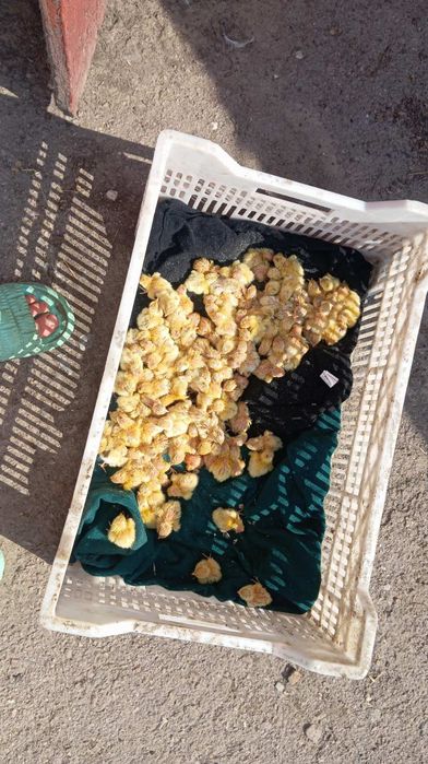 Перепелині яйця, тушки, жива птиця