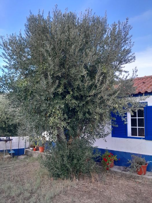 Oliveiras grandes e fortes