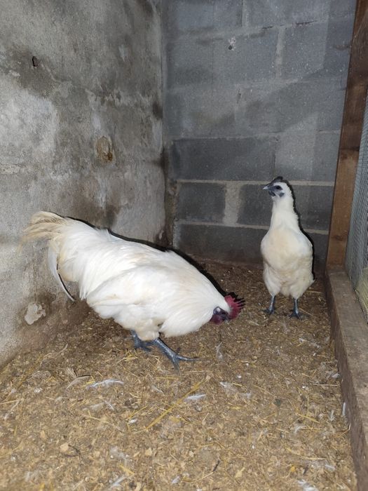 Ovos serama e gahmong