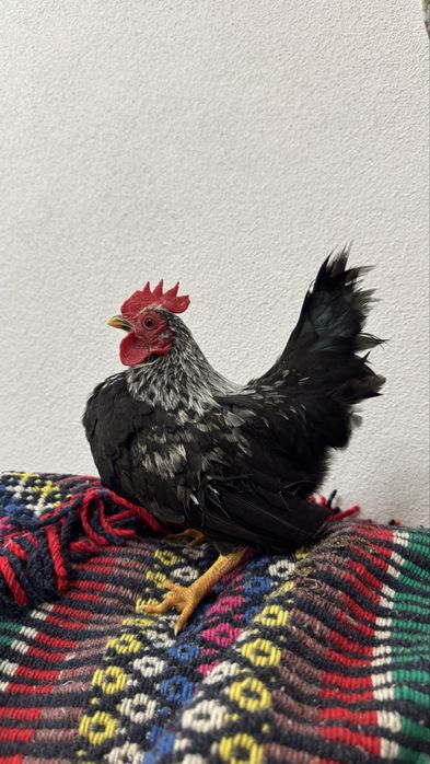 Galos jovens seramas