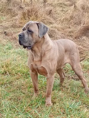 Cane Corso -jasno błękitny chłopak