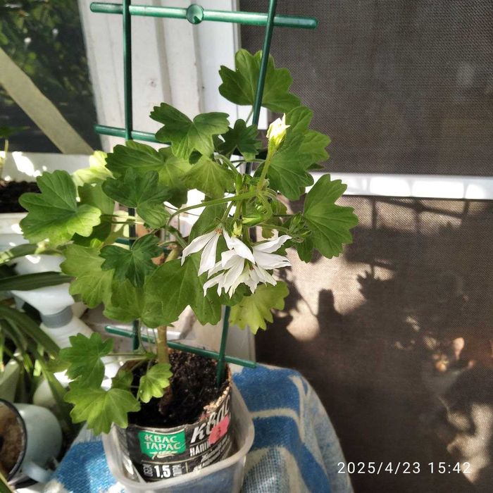 Пеларгония (герань) Квантум вайт