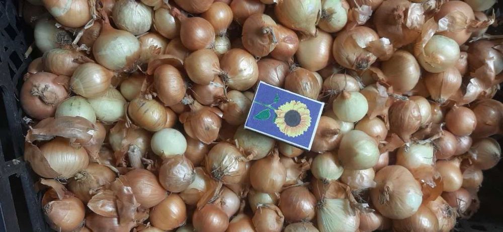 Цибуля сівок, Лук севок , тиканка, на перо Штутгартен