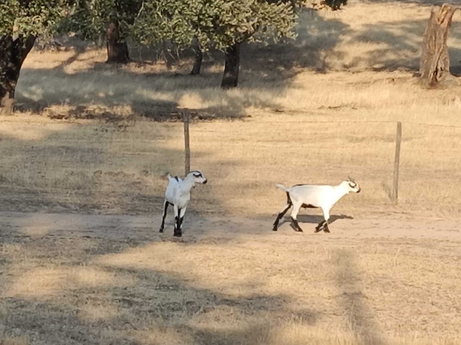 Cabras serpentinas (puras)