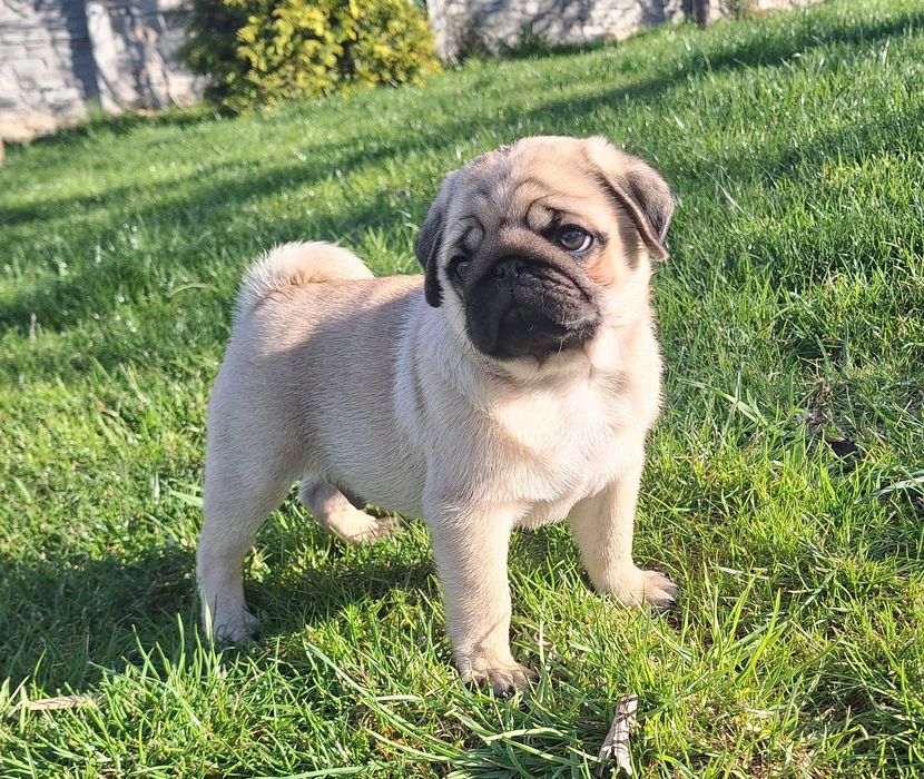 Щенки мопса. В Днепре 2 месяца