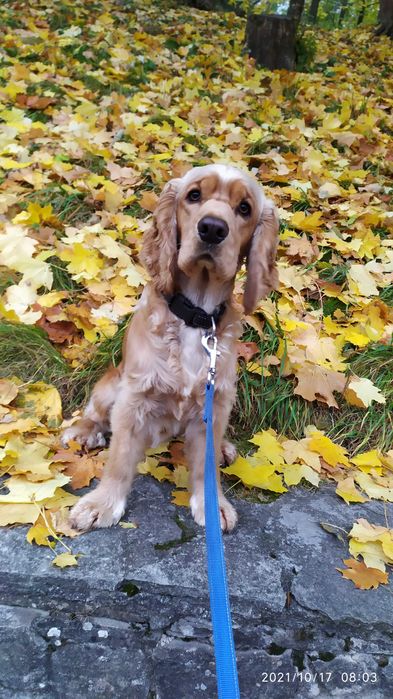 Кокер спаніель в'язка