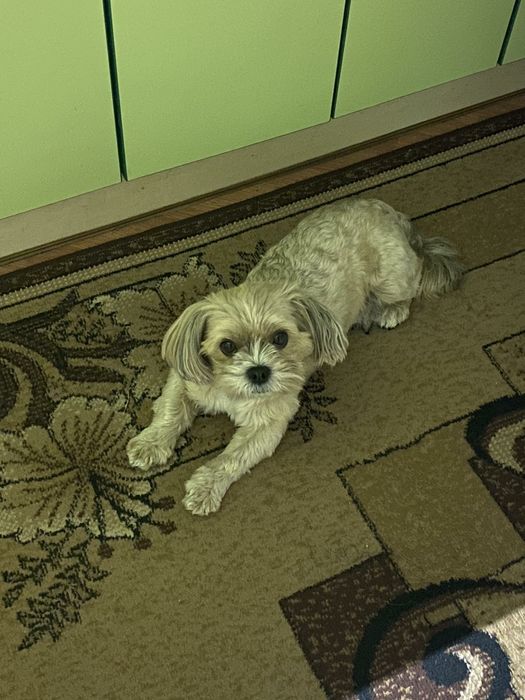 Йокркширський тер'єр(Бівер)  вязка. 500 грн.