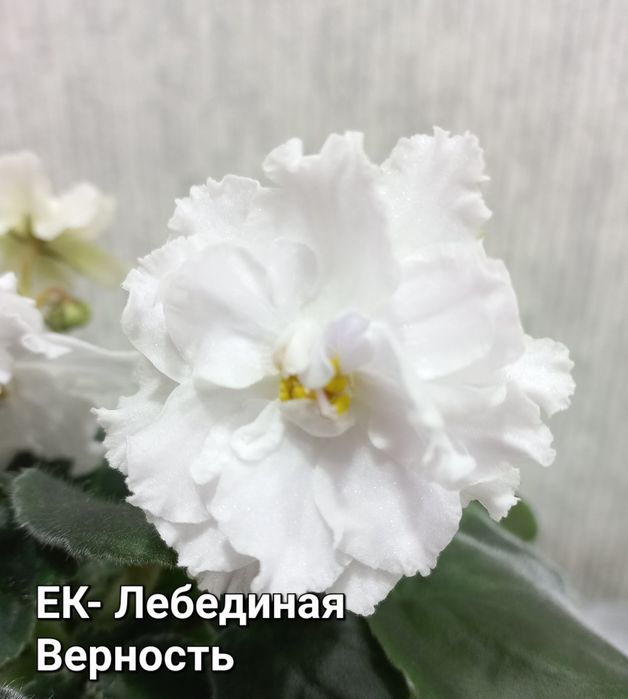 Фіалки трейлери і стандарти, сортові.