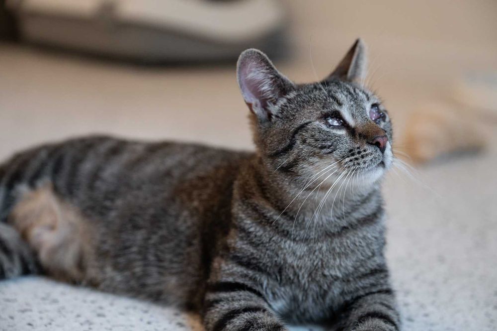 Kot do adopcji - TOBI, 1 rok (kot niewidomy)