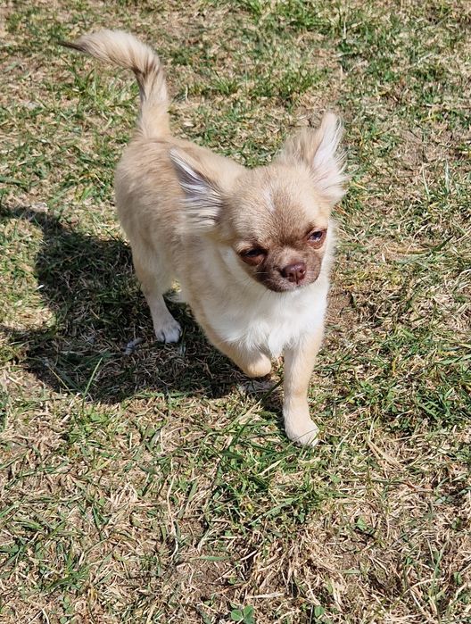 Piesek długowłosy Chihuahua