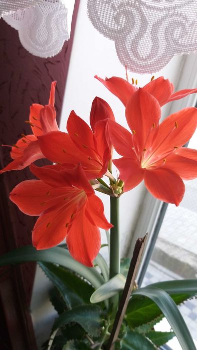 Валлота, клівія, зеферантес, амарилліс, гібіскус Чернівці