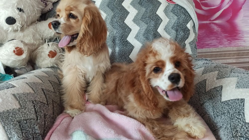 Американський кокер-спаніель.