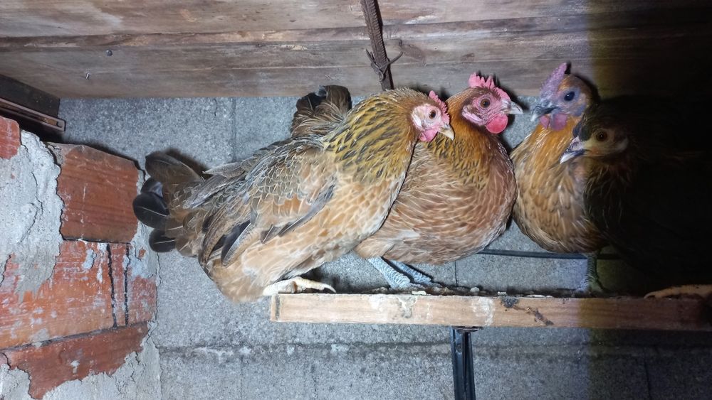 Tenho algumas coquitas e um pato