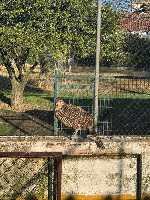 Trio de Faisão Lady amherst